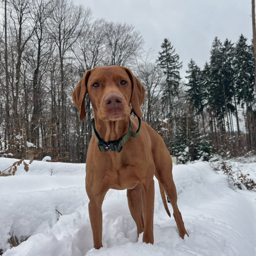 Hundehalsband breit & gepolstert, mit Griff & Metallschnalle (grün)