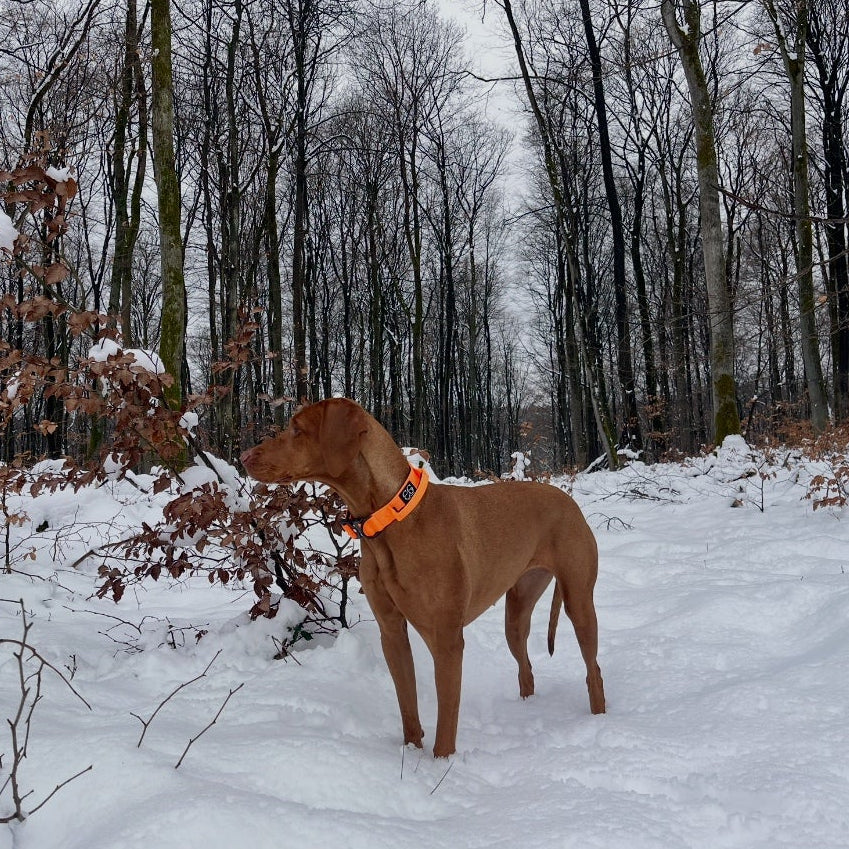 Hundehalsband breit & gepolstert, mit Griff & Metallschnalle (orange)
